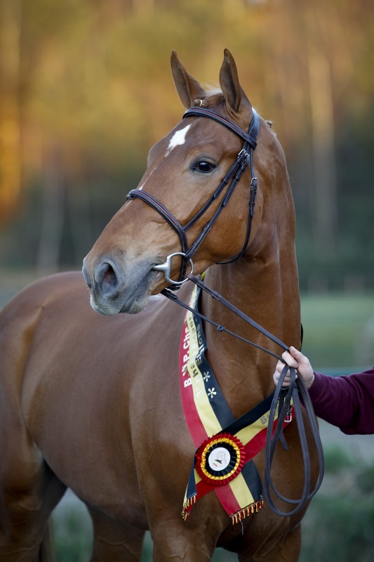 HENGSTENKEURING BWP 2011